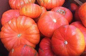 Fresh Red Pumpkin, Packaging Size : 10-20kg