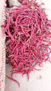 Teja Red Chilli