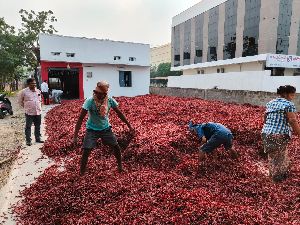 Raw Without Stem Natural Red Chilli For Spices, Cooking