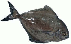 Frozen Black Pomfret Fish For Human Consumption