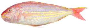 Frozen Japanese Threadfin Bream Fish