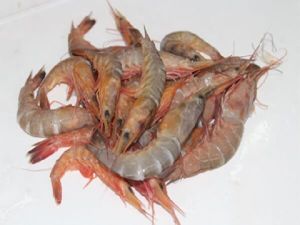 Headless Frozen Karikkadi Shrimp, Packaging Type : Vaccum Packed