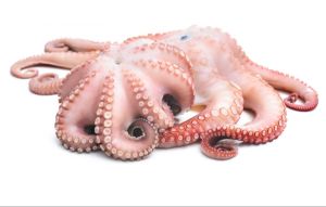 Frozen Octopus