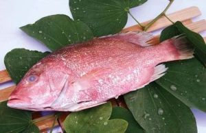 Frozen Red Snapper Fish For Cooking