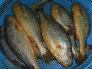 Frozen Yellow Croaker Fish For Human Consumption