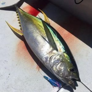 Frozen Yellowfin Tuna Fish