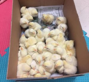 Broiler Chicks For Poultry Farm