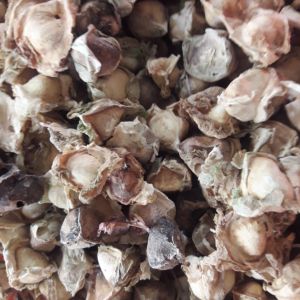 Moringa Seed Kernels For Medicine, Cosmetic