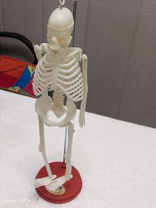 Non Polished Plastic Human Skeleton For Educational Use