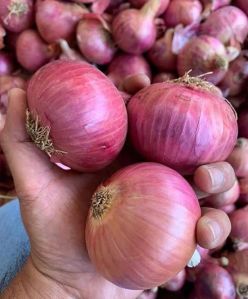 Dried Onion For Human Consumption