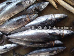 Fresh Surmai Fish