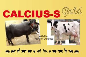 Calcius- S Gold Animal Feed Supplement