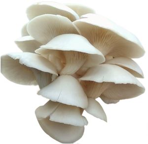 Fresh Oyster Mushroom For Cooking