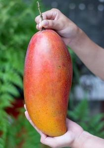 Fresh Red Ivory Mango