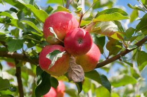 Gala Apple Plants For Plantation