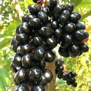 Grafted Blackberry Plants