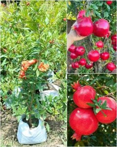 Grafted Pomegranate Plants For Plantation