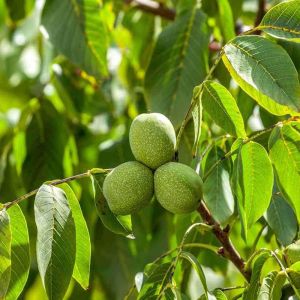 Grafted Walnut Plants