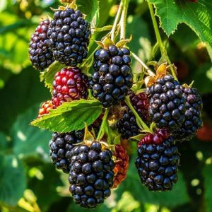 Organic J-37 Blackberry Plants For Plantation