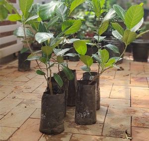 Jackfruit Plants For Plantation