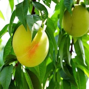 Prabhat Peach Plants For Plantation