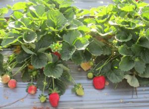 Strawberry Plants, Packaging Type : Plastic Bag