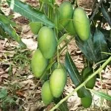 Surya Mango Plants, Color : Green