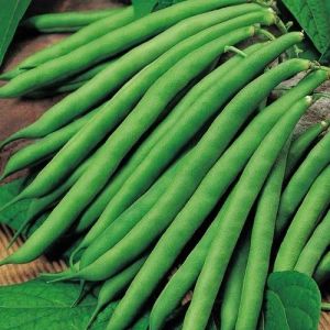 A Grade Green Beans