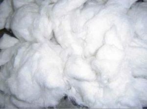 Indian Raw Cotton