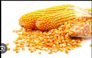 Animal Feed Yellow Maize Seeds, Packaging Size : 60KG