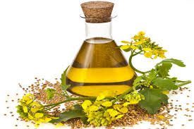 Armoise Oil For Medicines