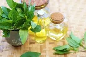 Indian Basil Oil