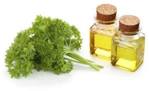 Parsley Seed Oil For Aromatherapy