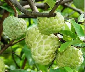  Natural Custard Apple for Human Consumption