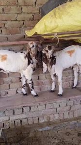 Totapari Goat