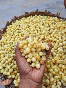 Mahua Seeds