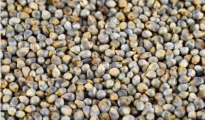 Natural Sorghum Millet, Packaging Type : PP Bags