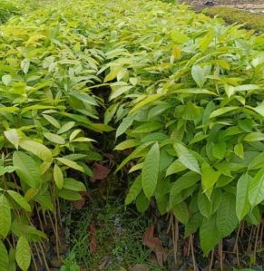 Mahogany Plants, Color : Green