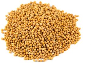 Yellow Mustard Seeds For Cooking