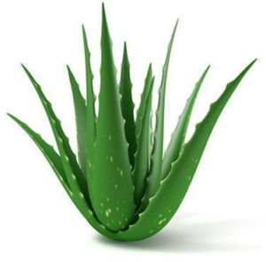 Natural Aloe Vera Leaf, Packaging Type : Plastic Bag