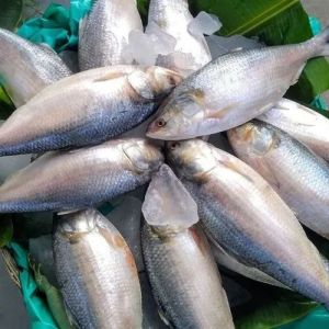 Fresh Godavari Pulasa Fish