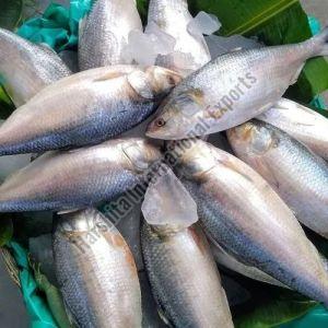 Fresh Godavari Pulasa Fish For Human Consumption