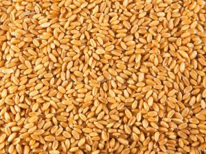 Wheat Grain