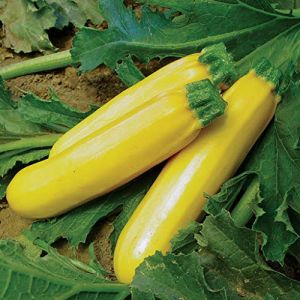 Grixisonsazia Yellow Zucchini Vegetable Seeds