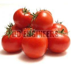 fresh tomato