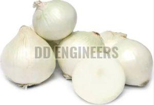 Fresh White Onion, Packaging Size : 20 Kg