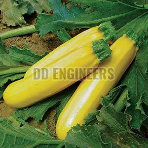 Grixisonsazia Yellow Zucchini Vegetable Seeds For Gardening