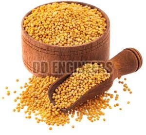 Yellow Mustard Seeds For Cooking