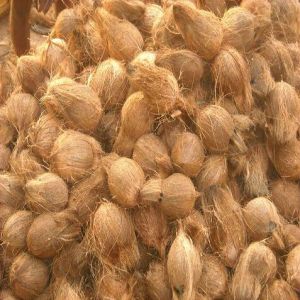 Hard Organic Semi Husked Brown Coconut For Pooja, Cooking