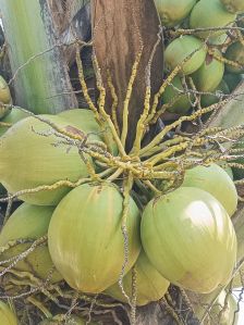 Green Tender Coconut